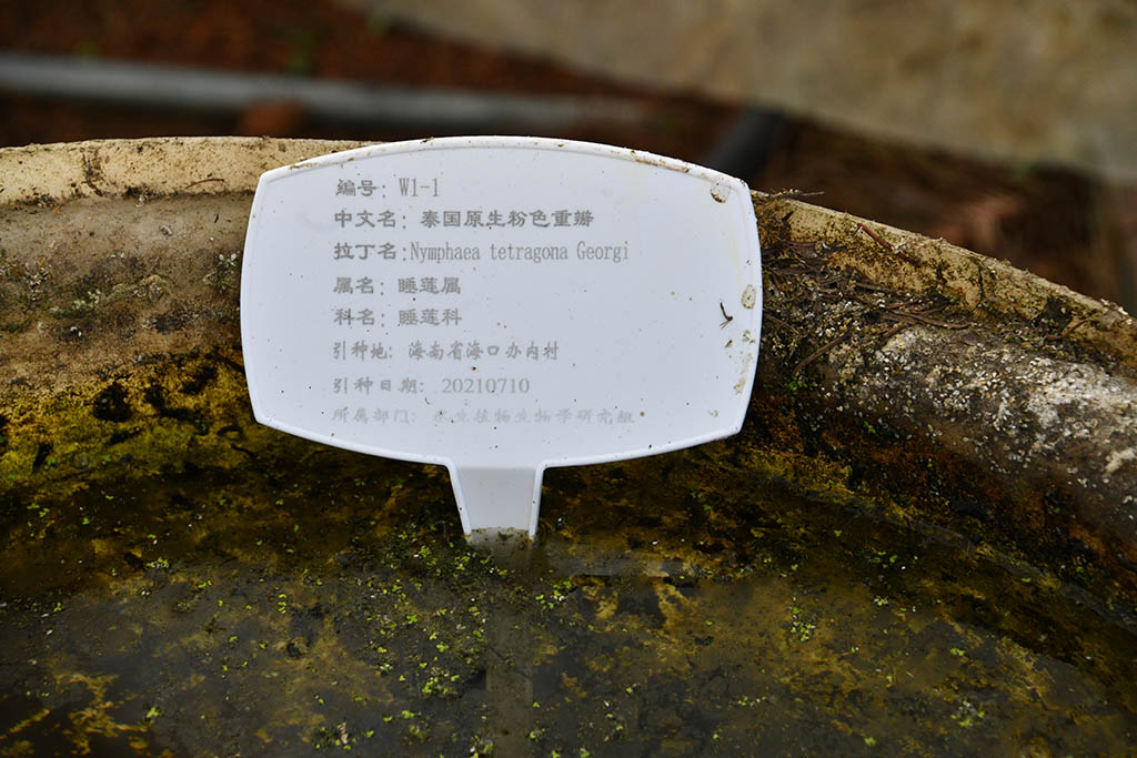 泰國(guó)原生粉色重瓣