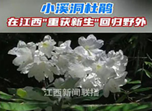 從滅絕到重生！"植物界大熊貓"野外回歸